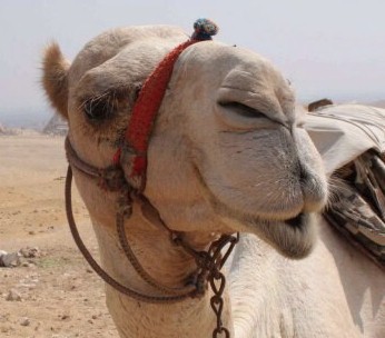 Camel