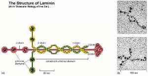 Laminin